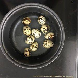 Trứng cút luộc chín lột bỏ vỏ